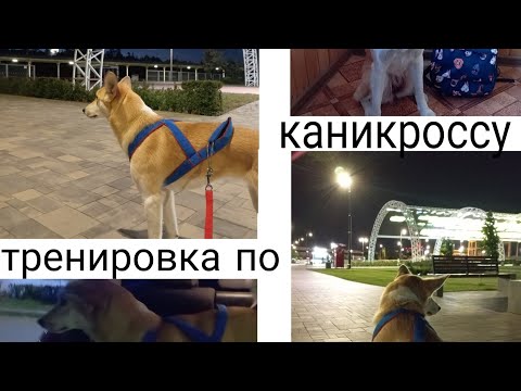 ТРЕНИРОВКА ПО КАНИКРОССУ| Что находится в рюкзаке для тренировки? | сколько километров мы бежим?🐾