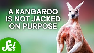 Download Lagu Do Animals Exercise? MP3 Download Lagu Do Animals Exercise? MP3