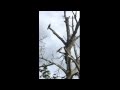 Hawk harassed by Robins defending the nest