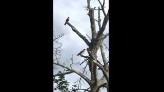 Hawk harassed by Robins defending the nest