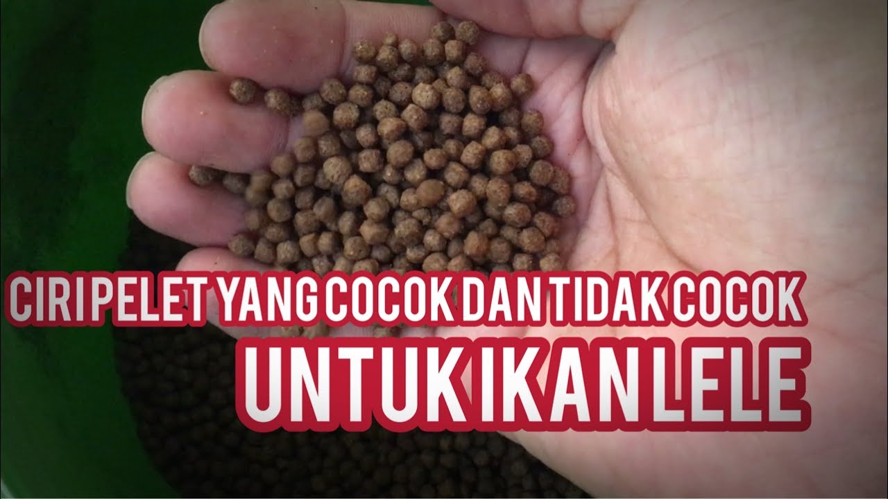 Pelet yang “DI HINDARI” untuk ikan lele 