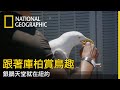 銀鷗聚集在曼哈頓，但看不見玻璃的牠們要是一頭撞上大樓，那可是頭破血流...【跟著庫柏賞鳥趣】 thumbnail
