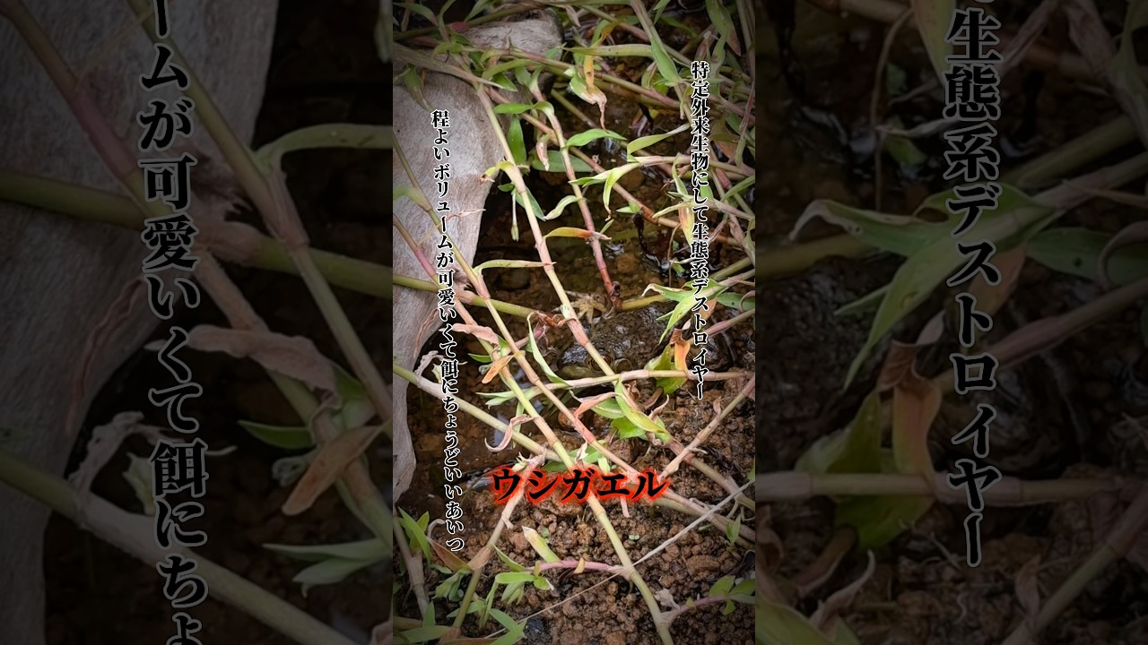 手作りの池にヤツがきた！ #ガサガサ #池 #ビオトープ