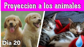 Día 20 - Proyección a los animales - Metodo Silva Ultracontrolmental