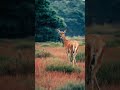 غزال الريم نجومي