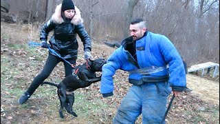 PROTECTION AGAINST ATTACK. Pitbull is a bodyguard. Dog training. GUARD. Odessa. by Канал о собаках NG Одесса. German Shepherd. 1,470 views 4 months ago 1 minute, 15 seconds