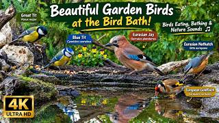 Beautiful Garden Birds at the Bird Bath! 🌿 Great Tits, Blue Tits, Jays & Goldfinches