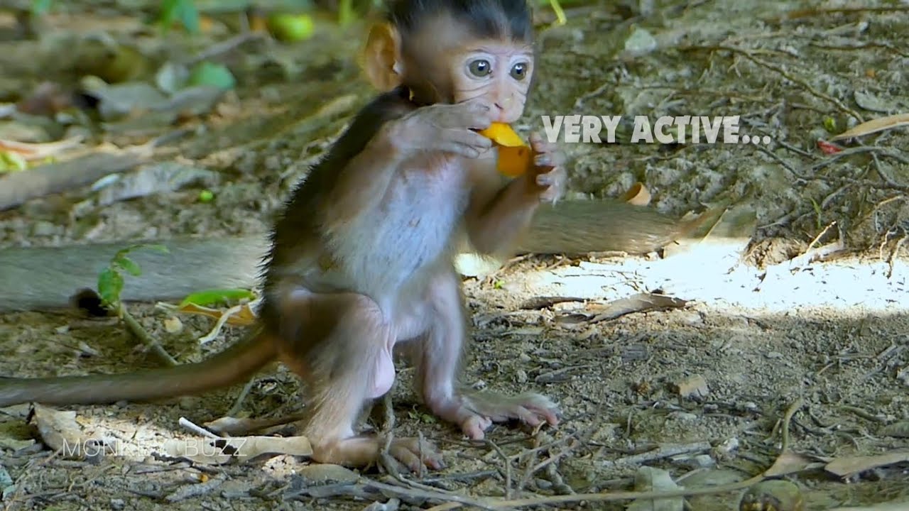 Very cute.. Adorable baby monkey Patricia most active baby monkey very playful