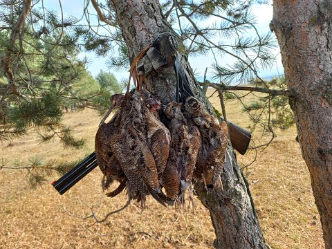 ნადირობა ტყის დედოფალზე 2023-woodcock hunting in Georgia 2023