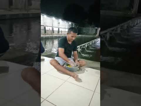 galatama bawal bikin umpan nasi bejek