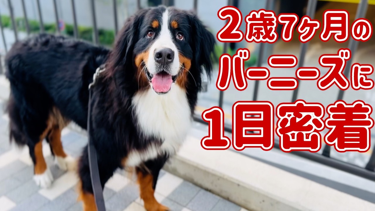 新品　タグ付き　BIG　バスティアン バーニーズマウンテンドッグ 新品 タグ付き BIG バスティアン バーニーズマウンテンドッグ