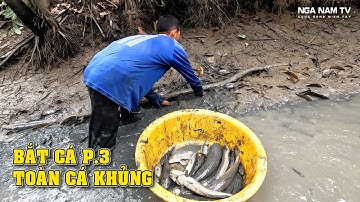 Tát Đìa Bắt Cá Miền Tây Toàn Cá Lóc Khủng Cá Rô Khủng Chủ Nhà Đãi Bún Nước Lèo/Fishing/NGÃ NĂM TV