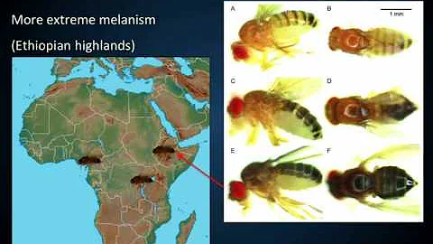 J Pool: Drosophila Trait Mapping Reveals Oligogeni...