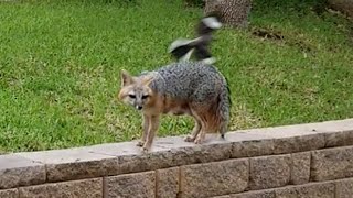 Part 1 - Hungry Gray Mother Fox Attacked by Pesky Bird - Texas Hill Country - Canyon Lake, TX by questmatrix 79 views 1 year ago 1 minute, 48 seconds