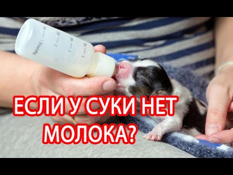 ЕСЛИ У СУКИ ШПИЦА НЕТ МОЛОКА и МАТЕРИНСКОГО ИНСТИНКТА ?