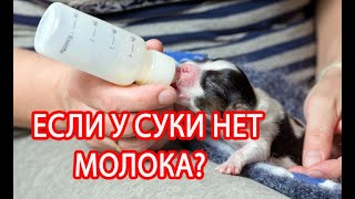 ЕСЛИ У СУКИ ШПИЦА НЕТ МОЛОКА и МАТЕРИНСКОГО ИНСТИНКТА ?