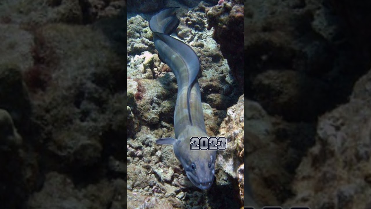 2023 Conger EelFish and 5000 Bce Conger EelFish  || Mythical_MC || #foryou #viral #edit #evolution