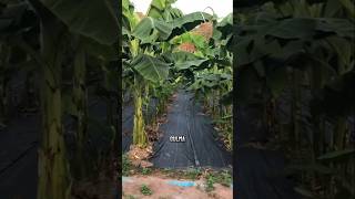 Weedmat Ini Bikin Kebun Pisang Tetap Bersih dan Rapi! #shorts