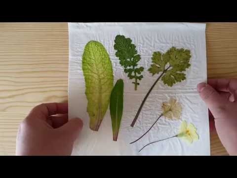 Vidéo: Comment récolter des plantes pour l'herbier ?