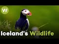 Discovering Iceland&#39;s unique wildlife | Iceland, the Newborn Island
