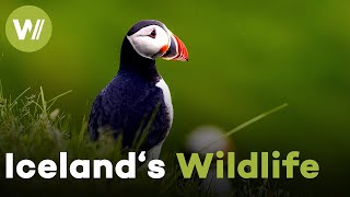 Discovering Iceland&#39;s unique wildlife | Iceland, the Newborn Island