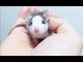 離乳直後の赤ちゃんメスラットです／cute baby rat