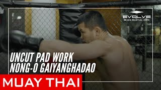 Uncut Muay Thai Pad Work | Nong-O Gaiyanghadao