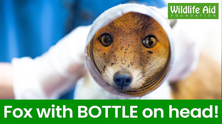 This fox got a BOTTLE stuck on her head! - DayDayNews