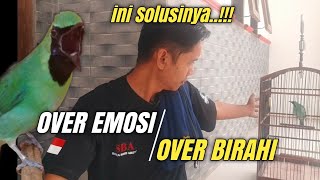 CIRI-CIRI CUCAK HIJAU Over EMOSI & Over BIRAHI || Banyak yang belum tau‼️