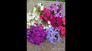 видео: флокс из черенка картинка: флокс из черенка