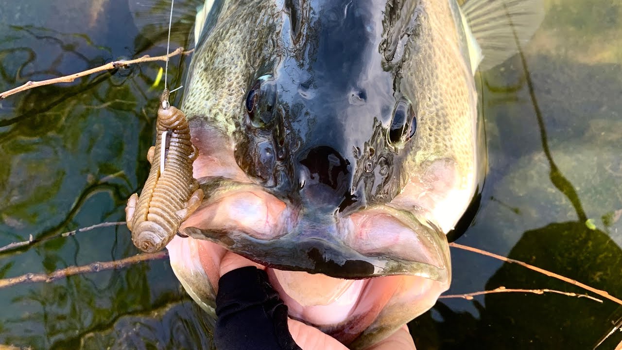 【夢のサイズ獲った!!】おかっぱりからロクマルオーバー。