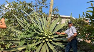 Cortando y cocinando un QUIOTE de MAGUEY te muestro el proceso