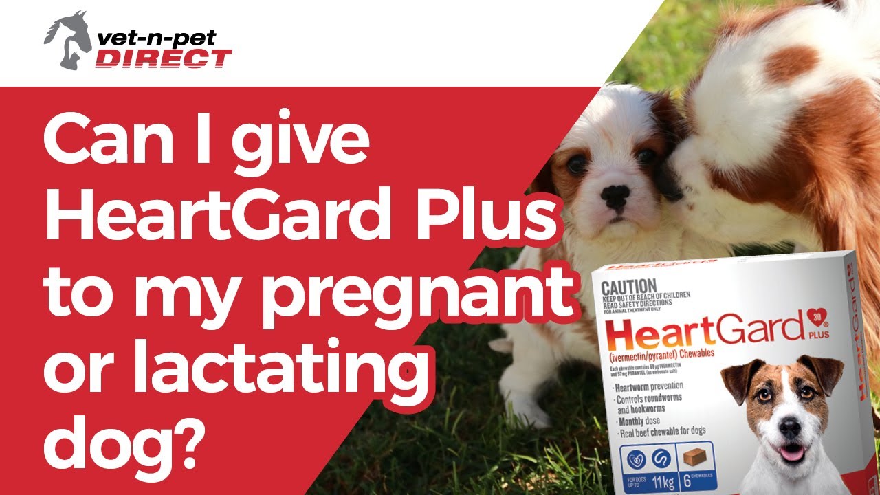 HeartGard Plus Chewables Brown for Dogs 23-45kg vet-n-pet DIRECT