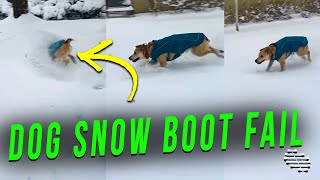 Dog Was Running in the Snow Then His Boot Fell off and He Faceplanted