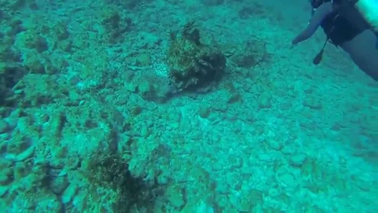 Scuba diving Eleuthera Island, Bahamas YouTube