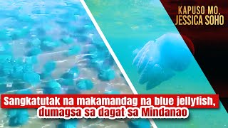 Sangkatutak Na Makamandag Na Blue Jellyfish Dumagsa Sa Dagat Sa Mindanao Kapuso Mo Jessica Soho