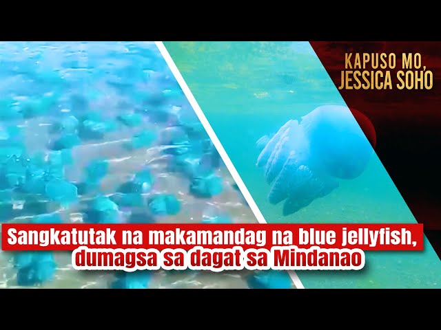 Sangkatutak na makamandag na blue jellyfish, dumagsa sa dagat sa Mindanao | Kapuso Mo, Jessica Soho class=