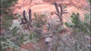 Archery and nature video compilation