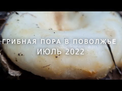 Сбор груздей, грибная пора Ульяновская область июль 2022