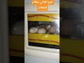 نتيجة الحمد لله ممتازة اكسبلور الغلا Bunny المراه المراره طيور المملكة المغربية الشريفة طيور نتيجة الحمد لله ممتازة اكسبلور الغلا Bunny المراه المراره طيور المملكة المغربية الشريفة طيور