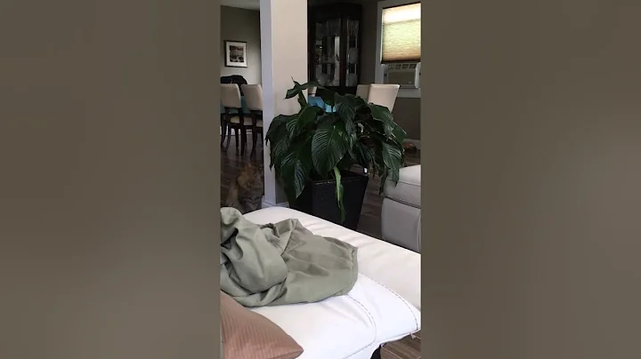 Cat Attack!