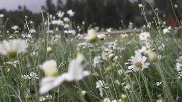 The Rwanda Pyrethrum Program