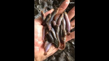 trại cá giống sơn phát gia Lai chuyên cung cấp các loại cá giống ai cần alo e ạ:0372076731 gặp Sơn