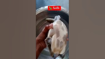 Thumbnail of turtle 🐢 #song #shortsvideo #turtle #comedyvideos