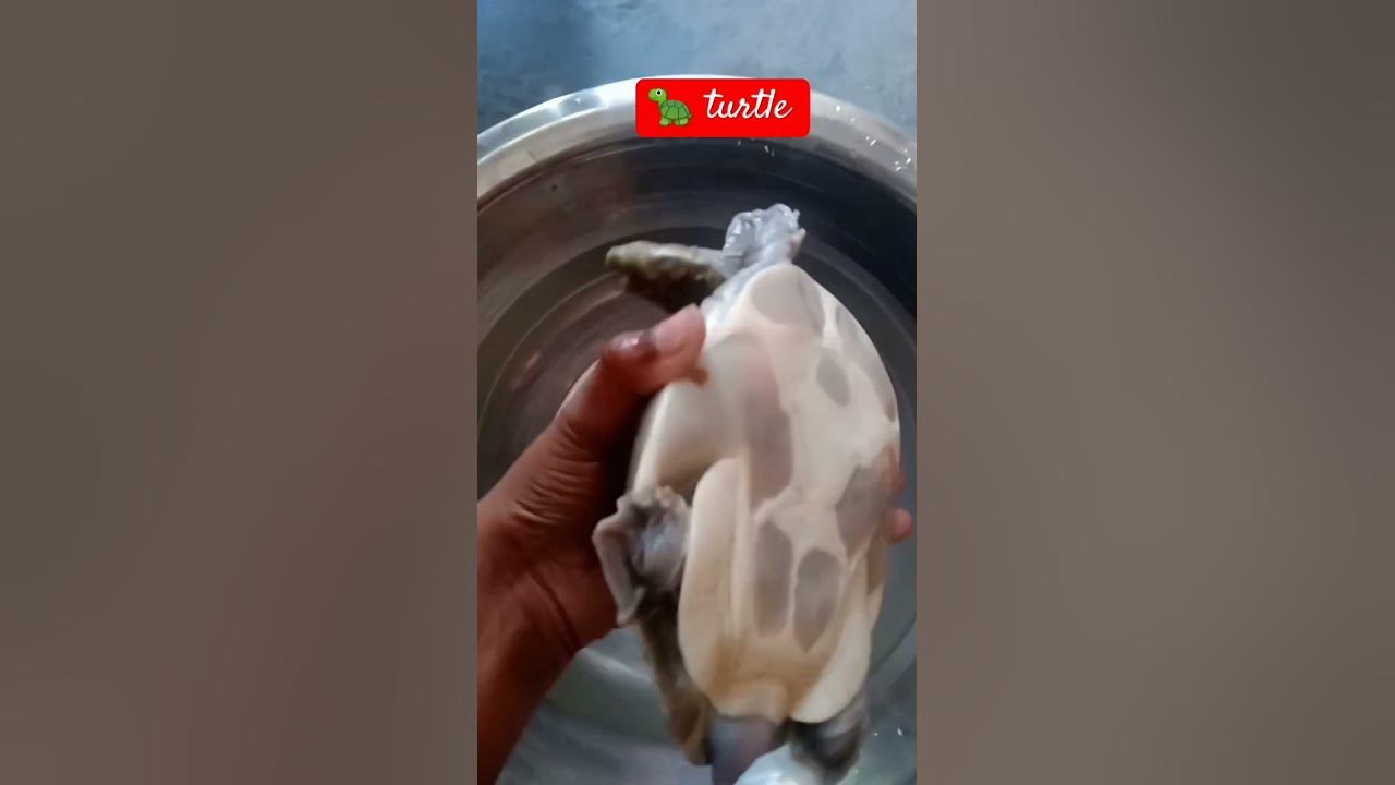 turtle 🐢 #song #shortsvideo #turtle #comedyvideos