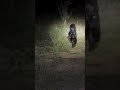 Black Panther Spotted At Wilderness Camp Laikipia Kenya Safarisightings Wildlife 