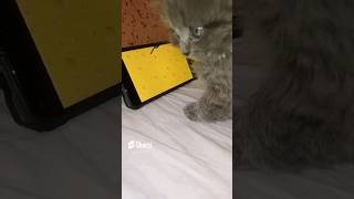 Не Знімай Мене! 😅❤️ #животные#смешныевидео#рекомендации#популярное#домашниеживотные#тренд #vlog Не Знімай Мене! 😅❤️ #животные#смешныевидео#рекомендации#популярное#домашниеживотные#тренд #vlog