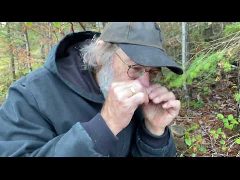 Mycena  alcalina and Mycena leptocephala are very similar