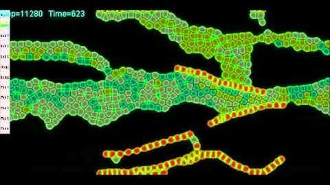 simcells: simulation of a differential cellular flow