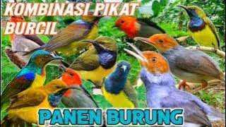 Suara pikat burung kecil anti zonk